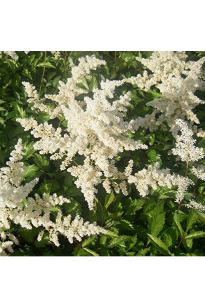 Astilbe arendsii Brautschleier